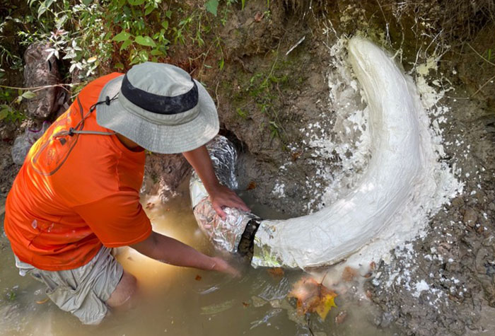 Man Goes Viral Online After His Exploration Walk Turns Into A Massive Mammoth Tusk Discovery Man Goes Viral Online After His Exploration Walk Turns Into A Massive Mammoth Tusk Discovery