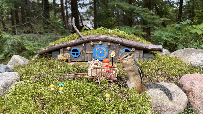 I Turned Tree Stumps Into A Chipmunk Village During The Pandemic I Turned Tree Stumps Into A Chipmunk Village During The Pandemic