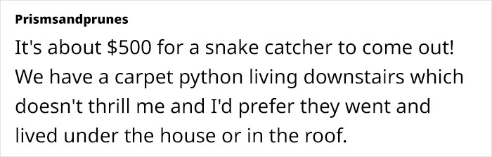 Python Lives Peacefully Under Woman’s House for Years, Neighbor Suddenly Insists on Removing It Python Lives Peacefully Under Woman’s House for Years, Neighbor Suddenly Insists on Removing It