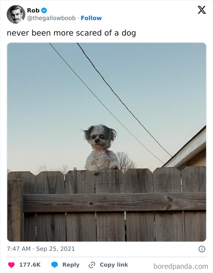 Funny-Tweets-About-Dogs