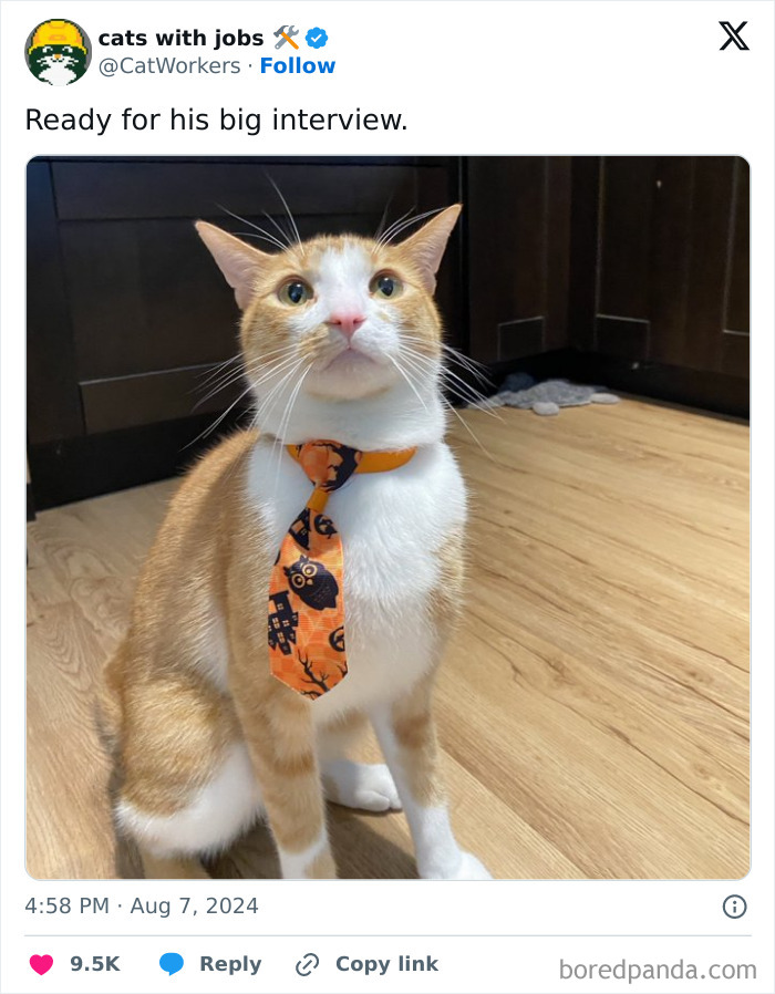 Cats With Jobs 50 Hardworking Cats Who Deserve A Day Off New Pics Cats With Jobs 50 Hardworking Cats Who Deserve A Day Off New Pics