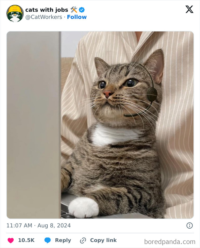 Cats With Jobs 50 Hardworking Cats Who Deserve A Day Off New Pics Cats With Jobs 50 Hardworking Cats Who Deserve A Day Off New Pics