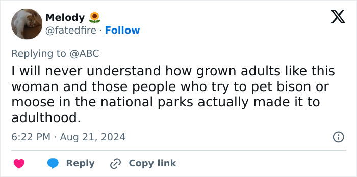 Tiger Nearly Eats Zoo Visitor After She Climbed Into Enclosure To Pet It, Police Now Involved Tiger Nearly Eats Zoo Visitor After She Climbed Into Enclosure To Pet It, Police Now Involved