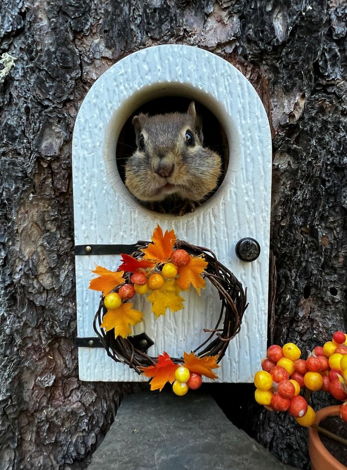 I Turned Tree Stumps Into A Chipmunk Village During The Pandemic I Turned Tree Stumps Into A Chipmunk Village During The Pandemic