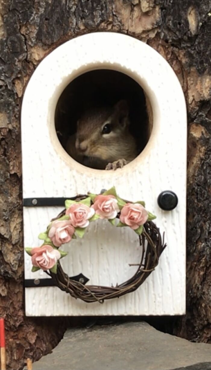I Turned Tree Stumps Into A Chipmunk Village During The Pandemic I Turned Tree Stumps Into A Chipmunk Village During The Pandemic
