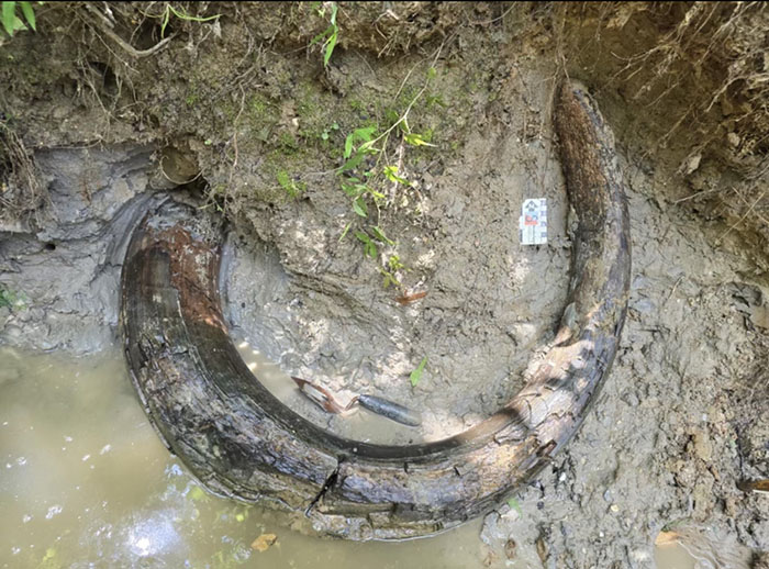 Man Goes Viral Online After His Exploration Walk Turns Into A Massive Mammoth Tusk Discovery Man Goes Viral Online After His Exploration Walk Turns Into A Massive Mammoth Tusk Discovery