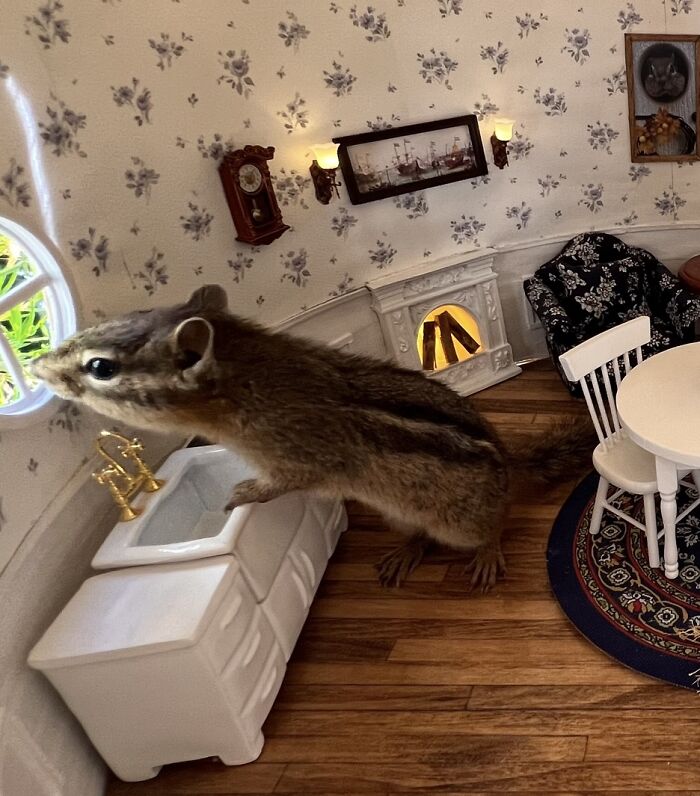 I Turned Tree Stumps Into A Chipmunk Village During The Pandemic I Turned Tree Stumps Into A Chipmunk Village During The Pandemic