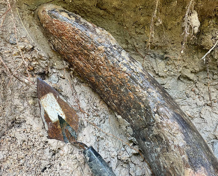 Man Goes Viral Online After His Exploration Walk Turns Into A Massive Mammoth Tusk Discovery Man Goes Viral Online After His Exploration Walk Turns Into A Massive Mammoth Tusk Discovery