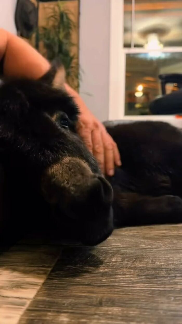 This Couple Rescued A Donkey From His Violent Mom And Now He Lives As A Beloved House Pet This Couple Rescued A Donkey From His Violent Mom And Now He Lives As A Beloved House Pet