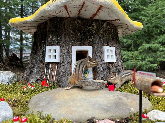 I Turned Tree Stumps Into A Chipmunk Village During The Pandemic I Turned Tree Stumps Into A Chipmunk Village During The Pandemic