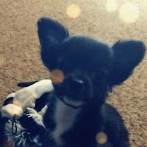 natalielewter avatar