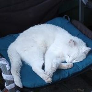 jeanniebobeannie4 avatar