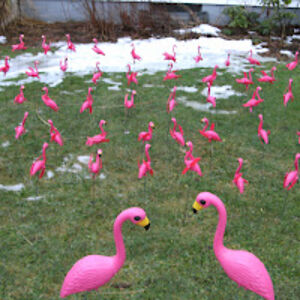 basheetsspore avatar