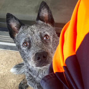 davidurquhart avatar