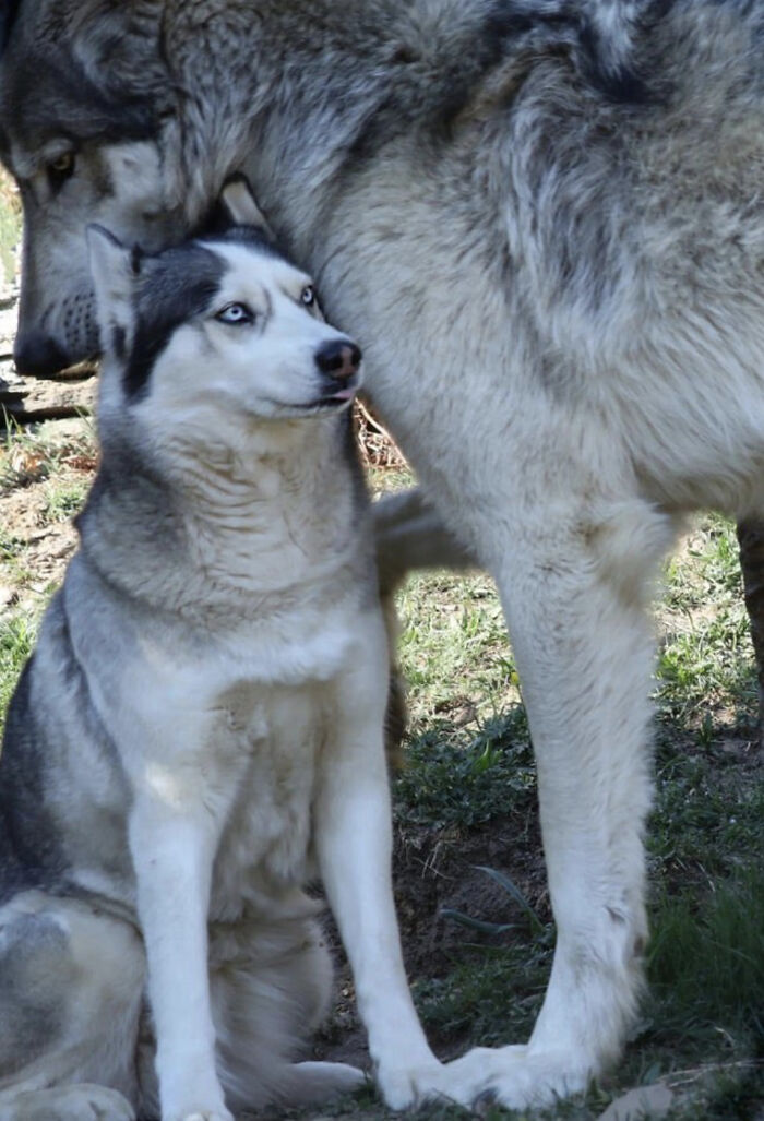 Two large wolves interacting closely outdoors, illustrating the kind of images that evoke megalophobia fear responses.