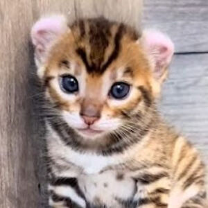 chloerayworth-power avatar