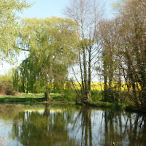 christinepullen avatar