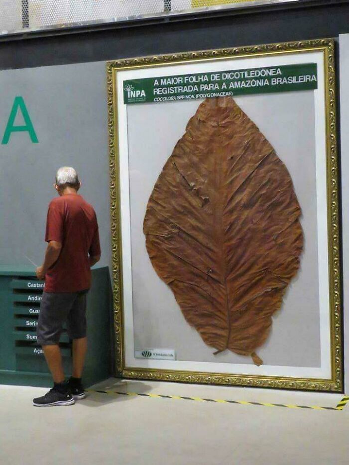 Man standing next to an enormous preserved leaf framed and displayed, illustrating megalophobia with its massive size comparison.