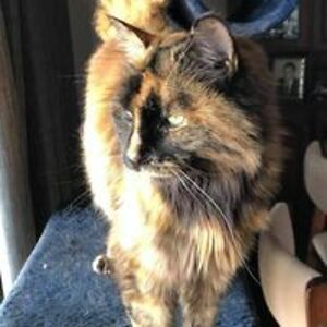 lorrainetalbot avatar