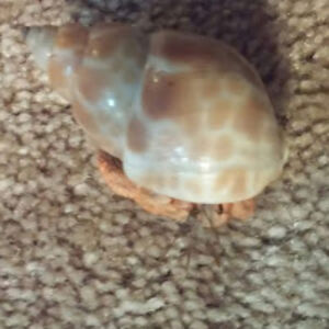 thefirsthermitcrabyoutuber avatar