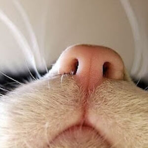 mizzyvonmuffling avatar