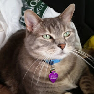 dianamorelli_1 avatar