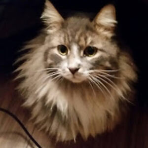 davidwright_11 avatar