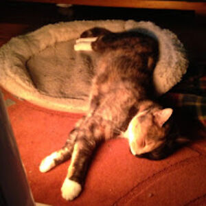 carlasorensen avatar