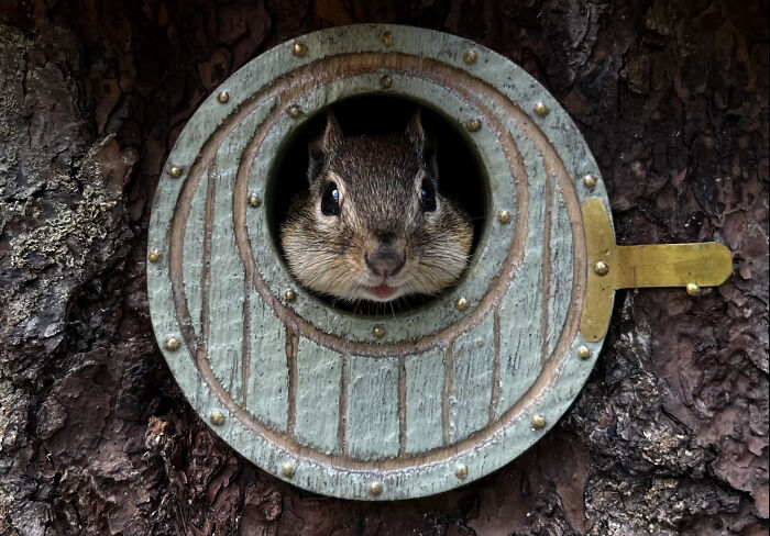 I Turned Tree Stumps Into A Chipmunk Village During The Pandemic I Turned Tree Stumps Into A Chipmunk Village During The Pandemic