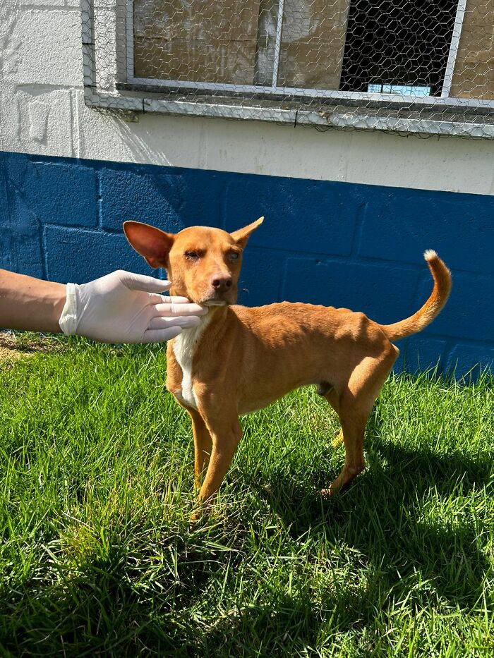 This Loyal Dog Spent 9 Days By The Hospital, Hoping For A Reunion With His Owner This Loyal Dog Spent 9 Days By The Hospital, Hoping For A Reunion With His Owner
