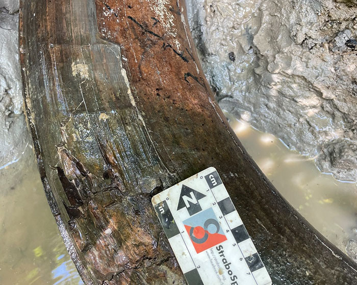 Man Goes Viral Online After His Exploration Walk Turns Into A Massive Mammoth Tusk Discovery Man Goes Viral Online After His Exploration Walk Turns Into A Massive Mammoth Tusk Discovery