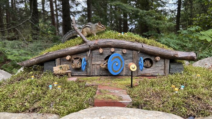 I Turned Tree Stumps Into A Chipmunk Village During The Pandemic I Turned Tree Stumps Into A Chipmunk Village During The Pandemic
