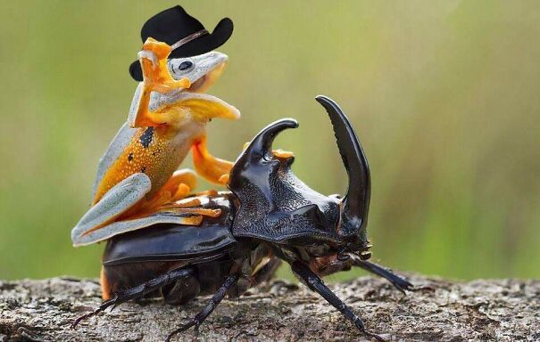 COWBOY-FROG-1-66bd3165b9b93.jpg