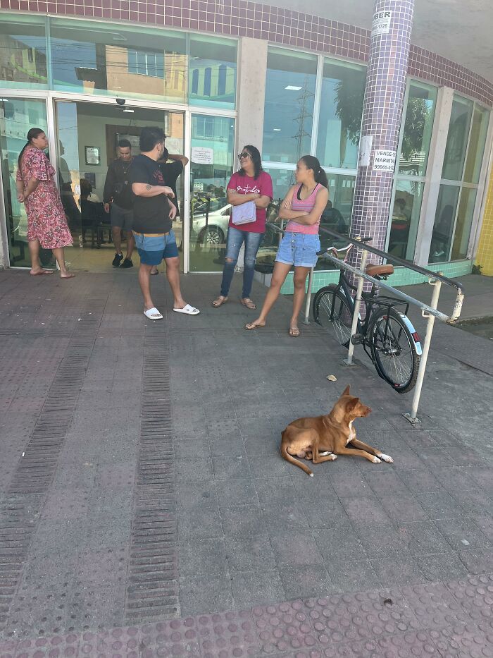This Loyal Dog Spent 9 Days By The Hospital, Hoping For A Reunion With His Owner This Loyal Dog Spent 9 Days By The Hospital, Hoping For A Reunion With His Owner