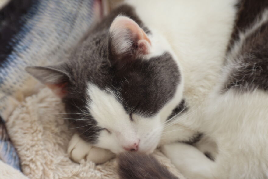 My Cat Angel. I Love Here Loads! My Cat Angel. I Love Here Loads!