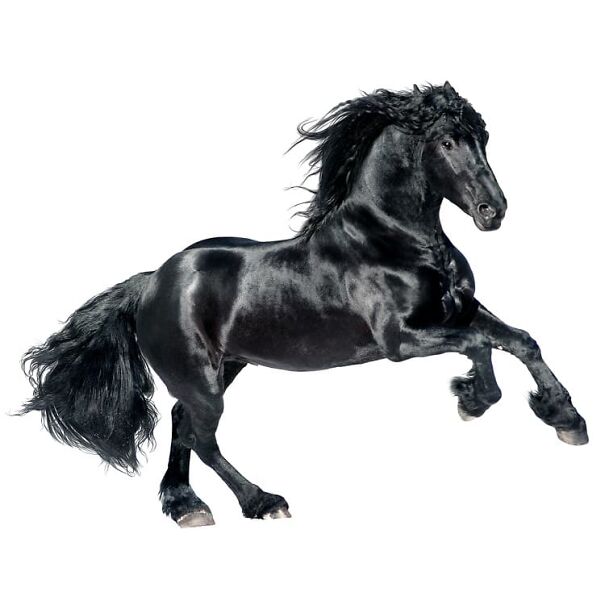 Friesian1-66b50d65d875c.jpg