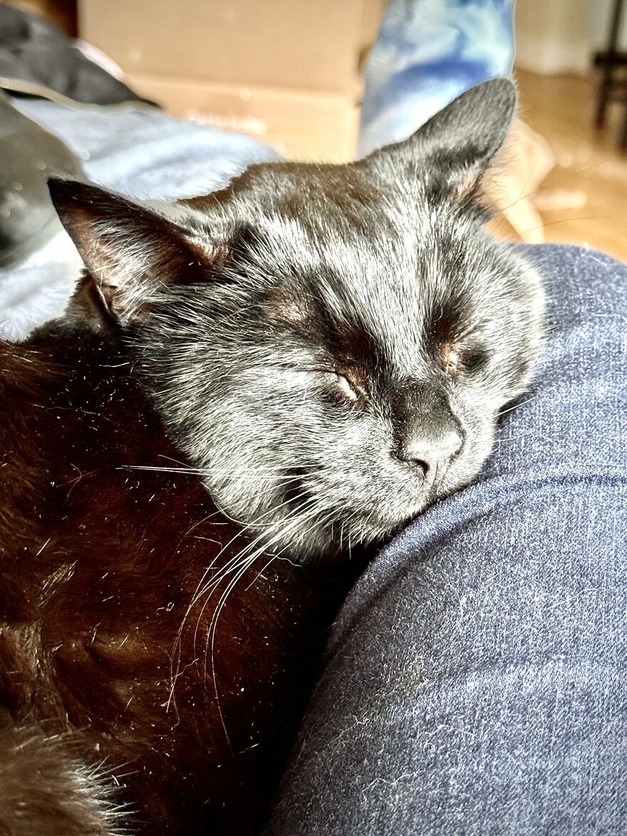 Hey Pandas, Is This A White-Faced Black Cat Or A Black Cat In Bright Light? Hey Pandas, Is This A White-Faced Black Cat Or A Black Cat In Bright Light?