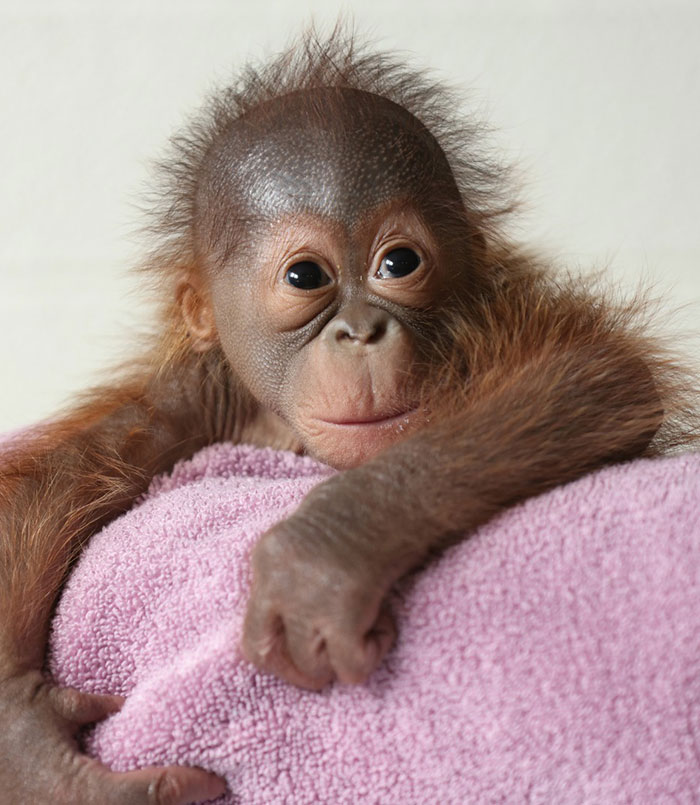 “She Watched Closely”: Moms Unite To Teach Orangutan How To Feed Her Baby At Dublin Zoo “She Watched Closely”: Moms Unite To Teach Orangutan How To Feed Her Baby At Dublin Zoo