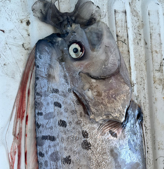 “Bad Omen”: Rare Sea Serpent Surfaces In San Diego Waters, Linked To Earthquake Legend “Bad Omen”: Rare Sea Serpent Surfaces In San Diego Waters, Linked To Earthquake Legend