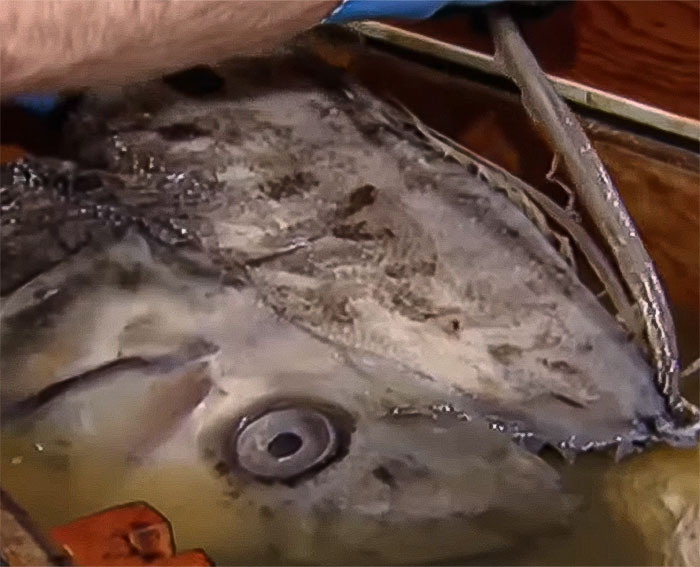 “Bad Omen”: Rare Sea Serpent Surfaces In San Diego Waters, Linked To Earthquake Legend “Bad Omen”: Rare Sea Serpent Surfaces In San Diego Waters, Linked To Earthquake Legend