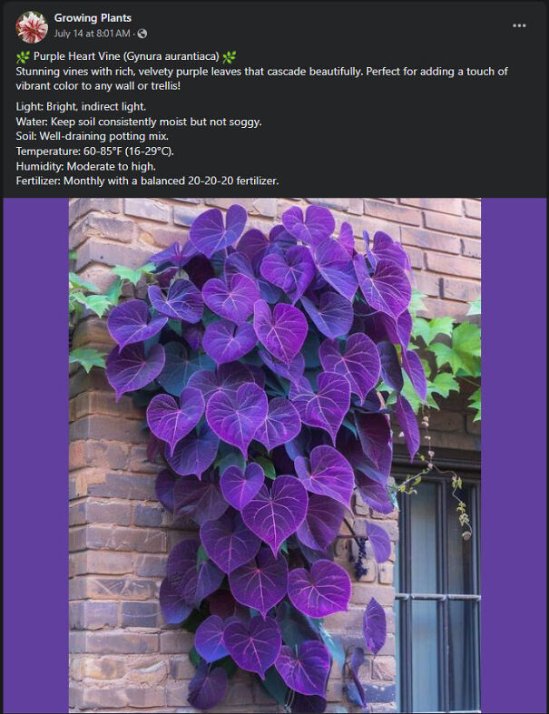 Purple-Heart-Vine-66af06812f90a.jpg