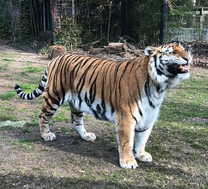 Tiger Nearly Eats Zoo Visitor After She Climbed Into Enclosure To Pet It, Police Now Involved Tiger Nearly Eats Zoo Visitor After She Climbed Into Enclosure To Pet It, Police Now Involved