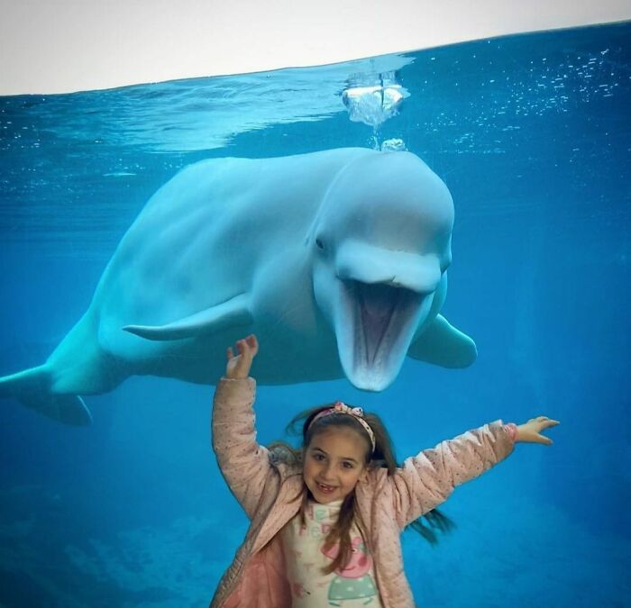 Adorable Video Of Beluga Whale’s Interaction With Boy Goes Viral, People Can’t Get Enough Of It Adorable Video Of Beluga Whale’s Interaction With Boy Goes Viral, People Can’t Get Enough Of It