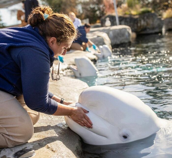 Adorable Video Of Beluga Whale’s Interaction With Boy Goes Viral, People Can’t Get Enough Of It Adorable Video Of Beluga Whale’s Interaction With Boy Goes Viral, People Can’t Get Enough Of It