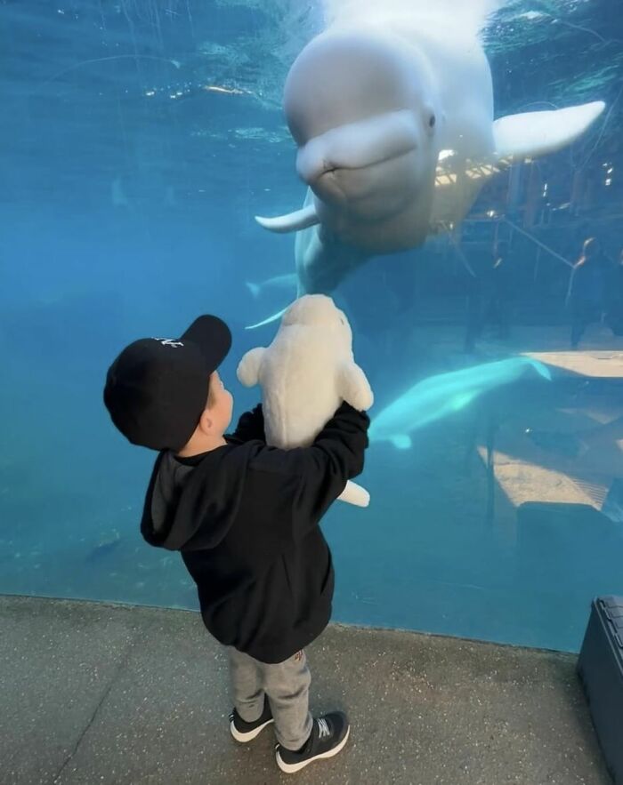 Adorable Video Of Beluga Whale’s Interaction With Boy Goes Viral, People Can’t Get Enough Of It Adorable Video Of Beluga Whale’s Interaction With Boy Goes Viral, People Can’t Get Enough Of It