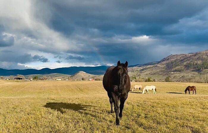 A Special Bond Between A Rescue Horse And His Owner’s Fiancé Is Melting Hearts On The Internet A Special Bond Between A Rescue Horse And His Owner’s Fiancé Is Melting Hearts On The Internet