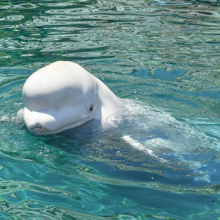 Adorable Video Of Beluga Whale’s Interaction With Boy Goes Viral, People Can’t Get Enough Of It Adorable Video Of Beluga Whale’s Interaction With Boy Goes Viral, People Can’t Get Enough Of It