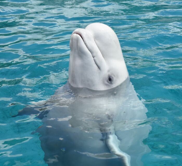 Adorable Video Of Beluga Whale’s Interaction With Boy Goes Viral, People Can’t Get Enough Of It Adorable Video Of Beluga Whale’s Interaction With Boy Goes Viral, People Can’t Get Enough Of It
