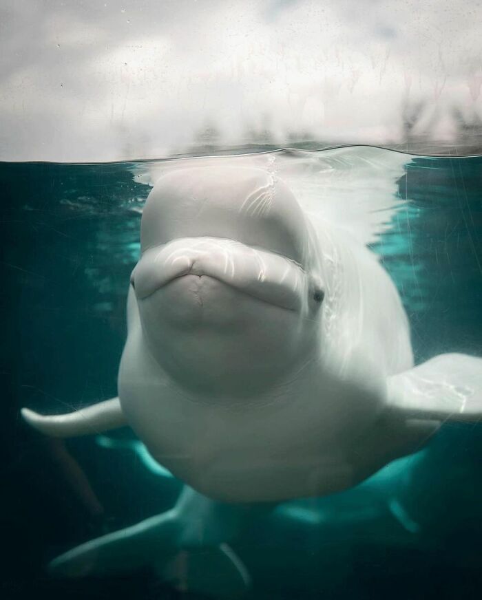 Adorable Video Of Beluga Whale’s Interaction With Boy Goes Viral, People Can’t Get Enough Of It Adorable Video Of Beluga Whale’s Interaction With Boy Goes Viral, People Can’t Get Enough Of It
