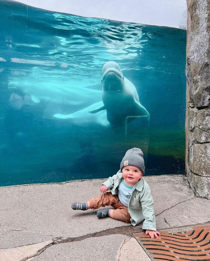 Adorable Video Of Beluga Whale’s Interaction With Boy Goes Viral, People Can’t Get Enough Of It Adorable Video Of Beluga Whale’s Interaction With Boy Goes Viral, People Can’t Get Enough Of It